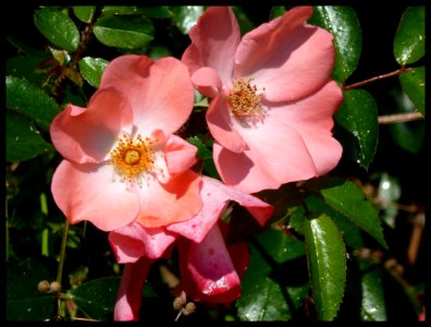 Rosa gallica 