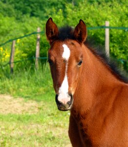 Breeding horses arabic breeding