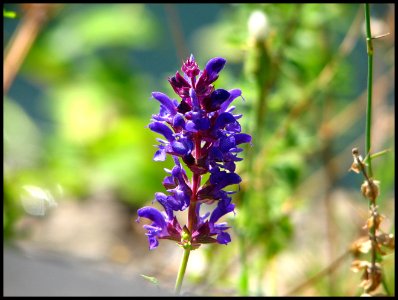 Salvia pratense photo