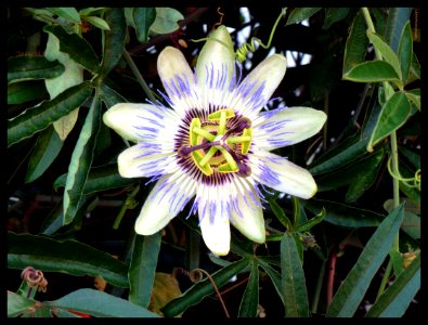 Fior di Passiflora 