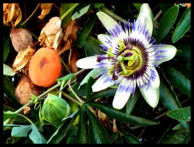 Passiflora fiori e frutti photo