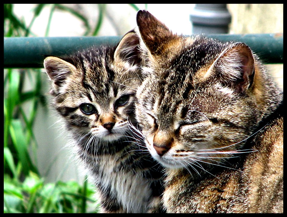 L' Amore di Mamma sua 