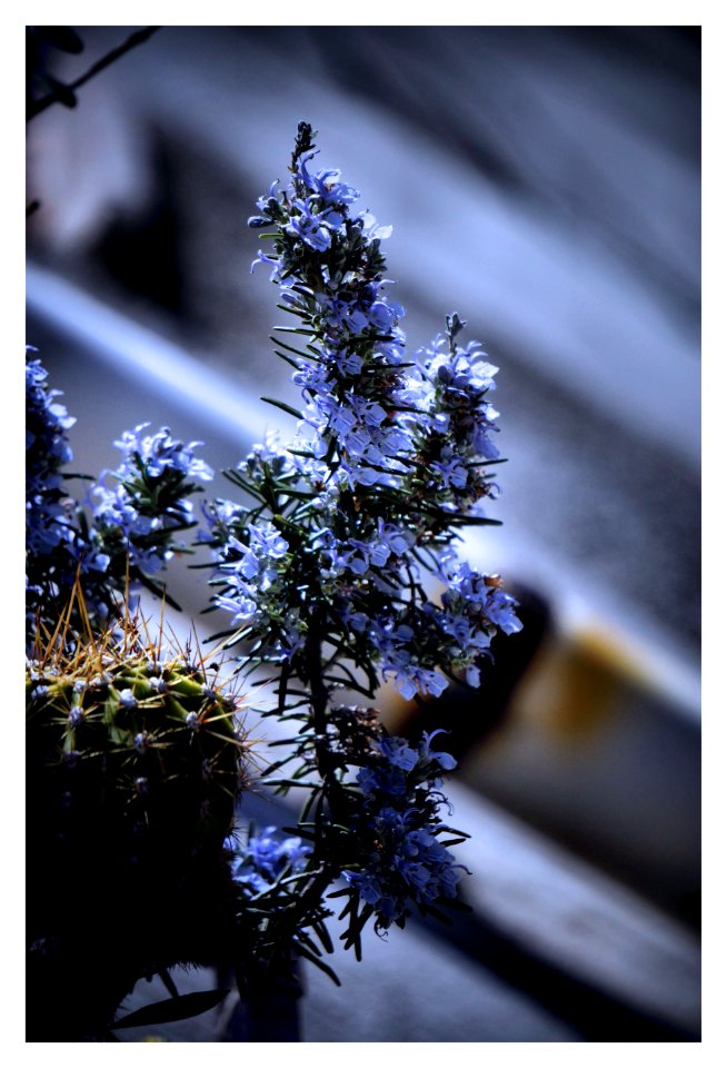 Rosmarino in fiore 