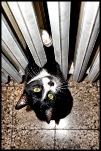 La gatta Mose' - Calorifero amore mio! photo