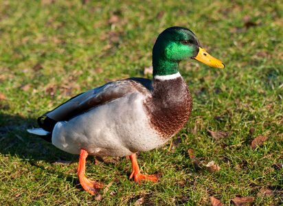 Male bird animal photo