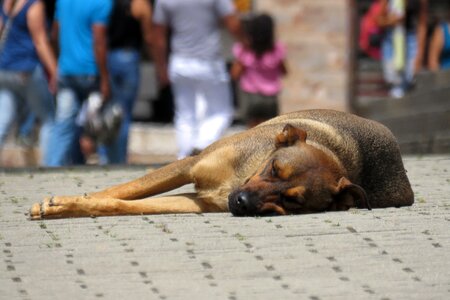 Pet animal abandoned
