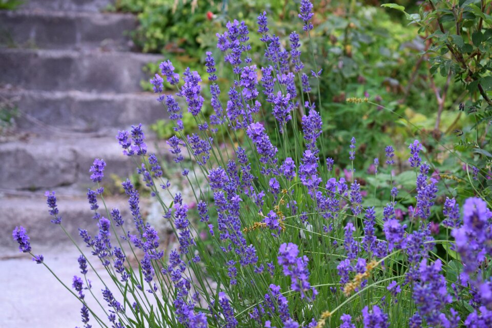 Flowers bee bumblebee photo