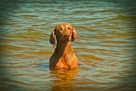 Pet animal portrait hunting dog photo