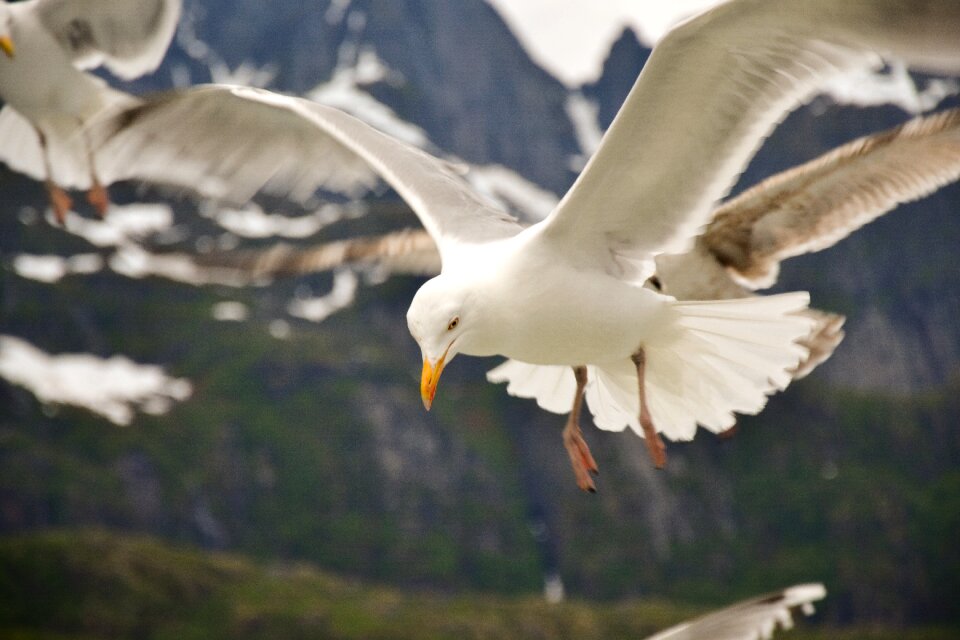 Beak wildlife fly