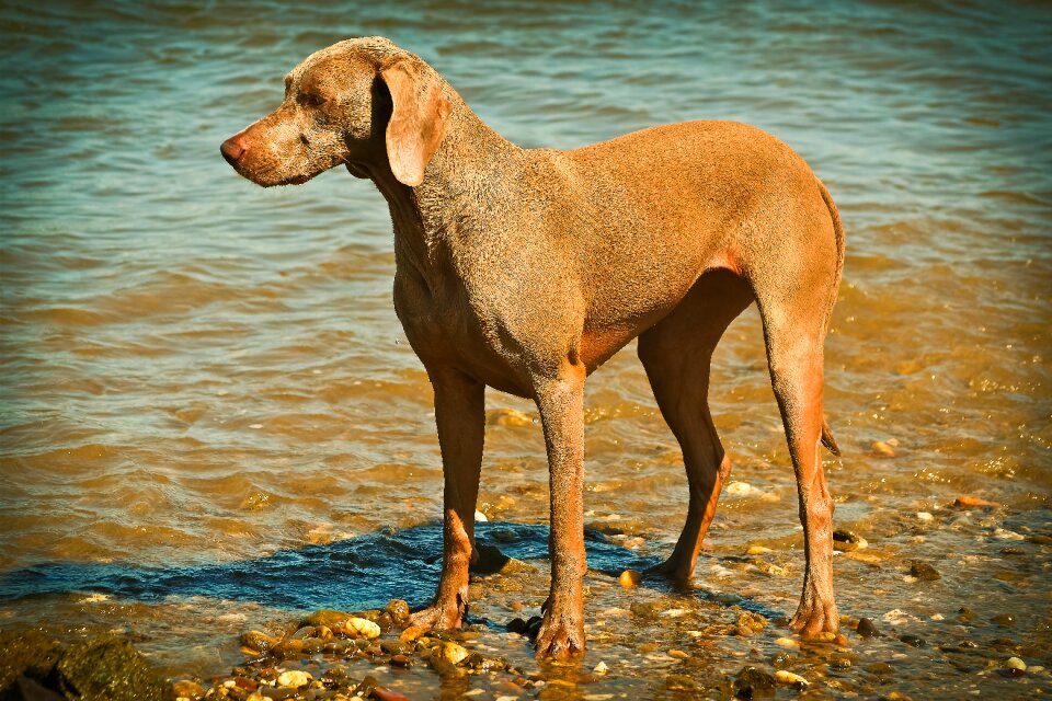 Pet animal portrait hunting dog