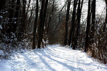 Away trees wintry photo