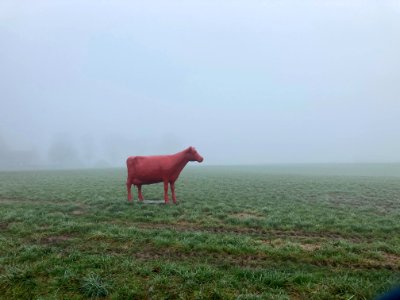 misty cow 
