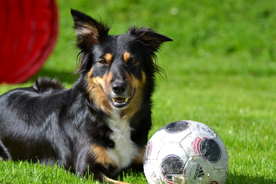 Ball grass paly