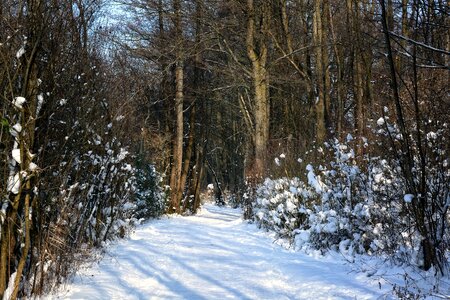 Away trees wintry photo