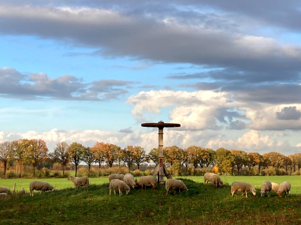 Galgenrad Meerlebroek, Hollandse hallenboerderij 