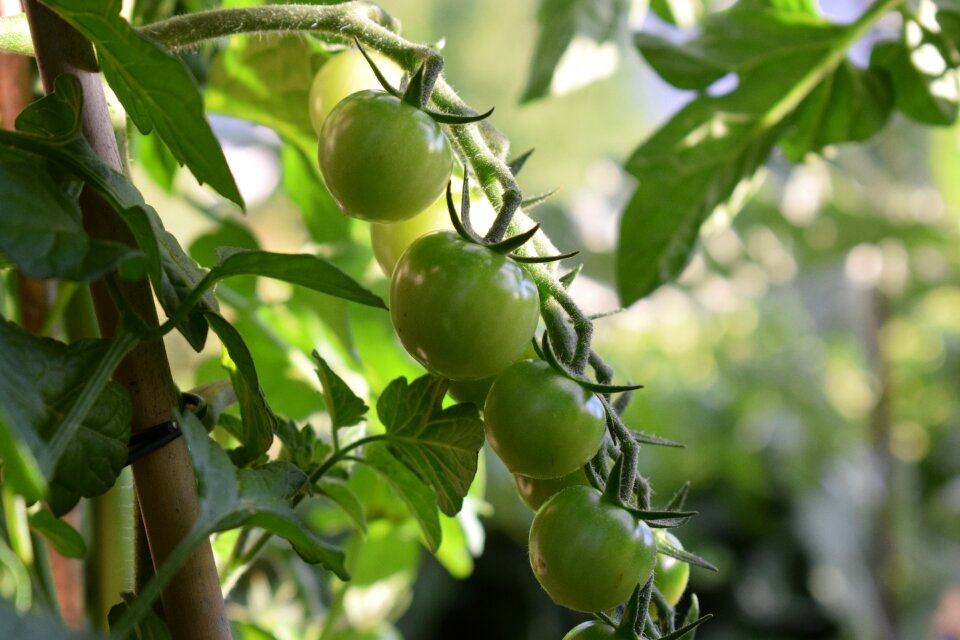 Vegetable cultivation organic