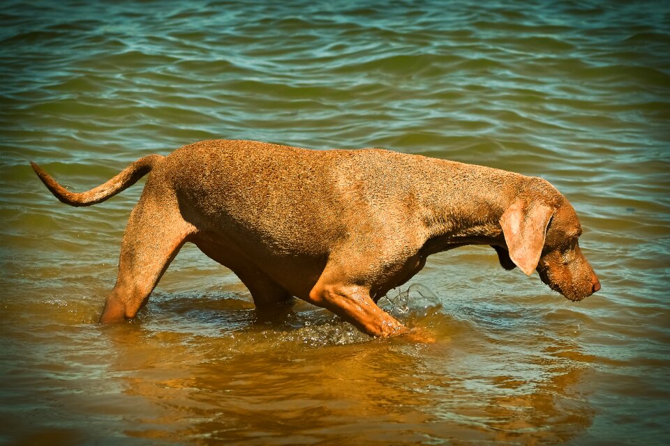 Pet animal portrait hunting dog