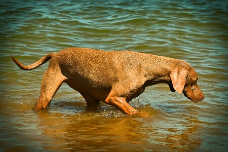 Pet animal portrait hunting dog