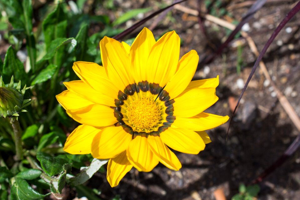 Flower yellow flowers delicate flower