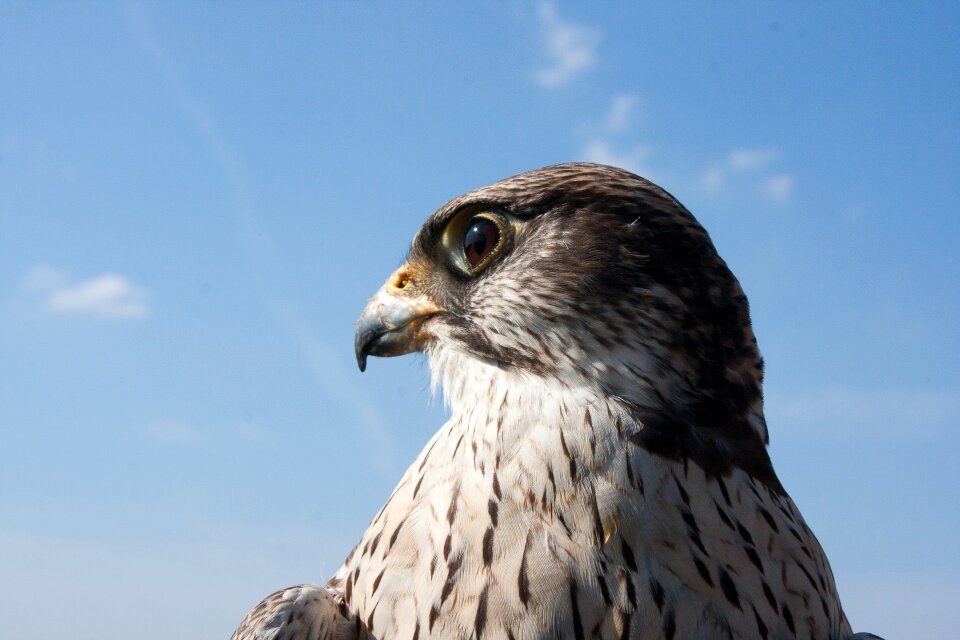Bird of prey falkner birds of prey show