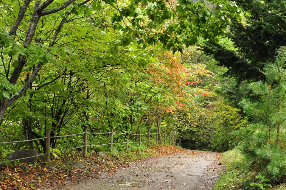 Mountain trail forest pathway