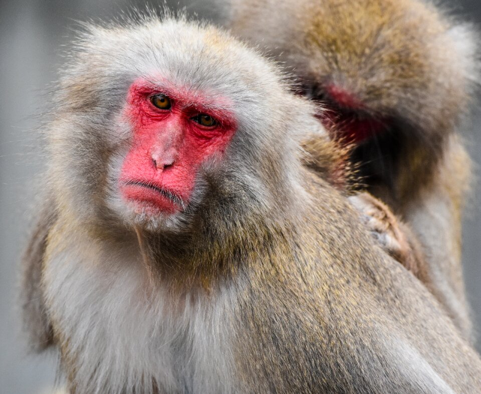 Red face delouse animal