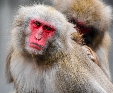 Red face delouse animal