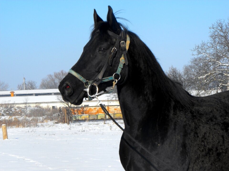 Mare stallion animal
