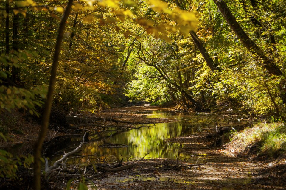 Green river forest
