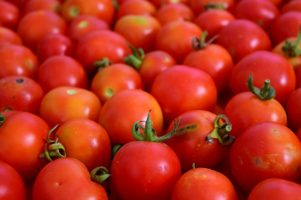 Fresh organic tomatoes bush tomatoes