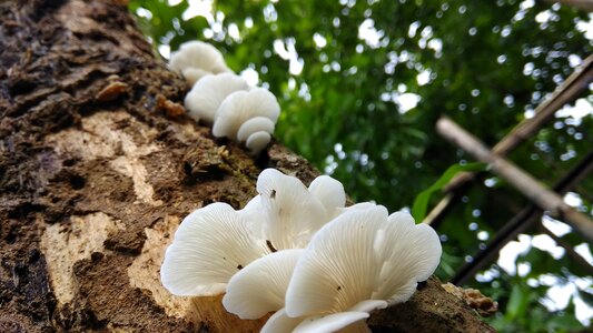 Fungi vegetable edible