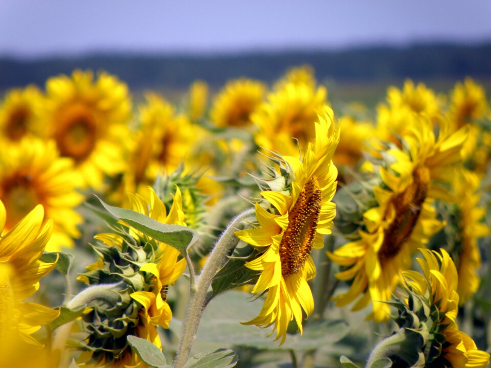 Yellow agriculture natural photo