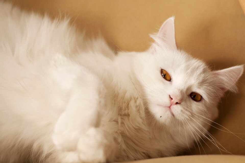 Pet cute adorable