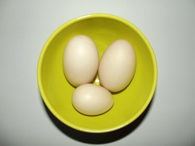 Large eggs bowl green photo