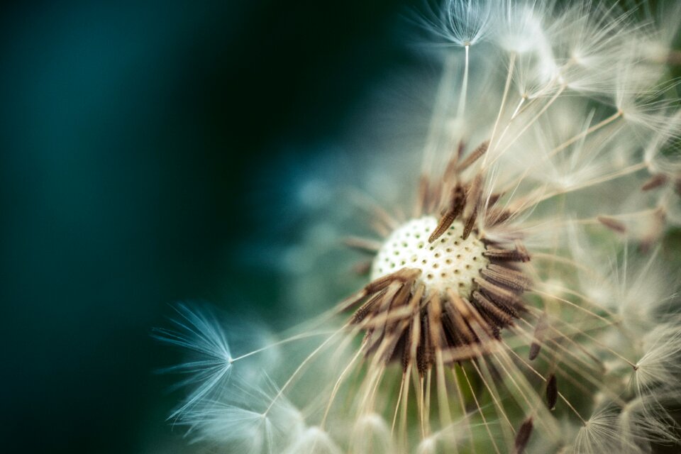 Flower nobody plant