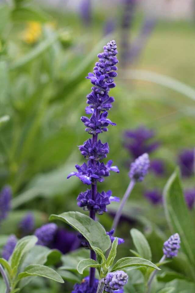 Purple flowers plant violet photo
