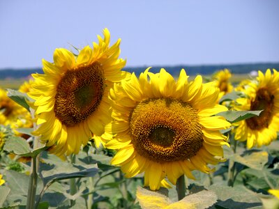 Sunflower field summer agriculture photo