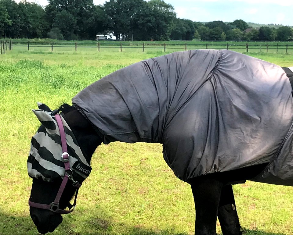 ic paard 