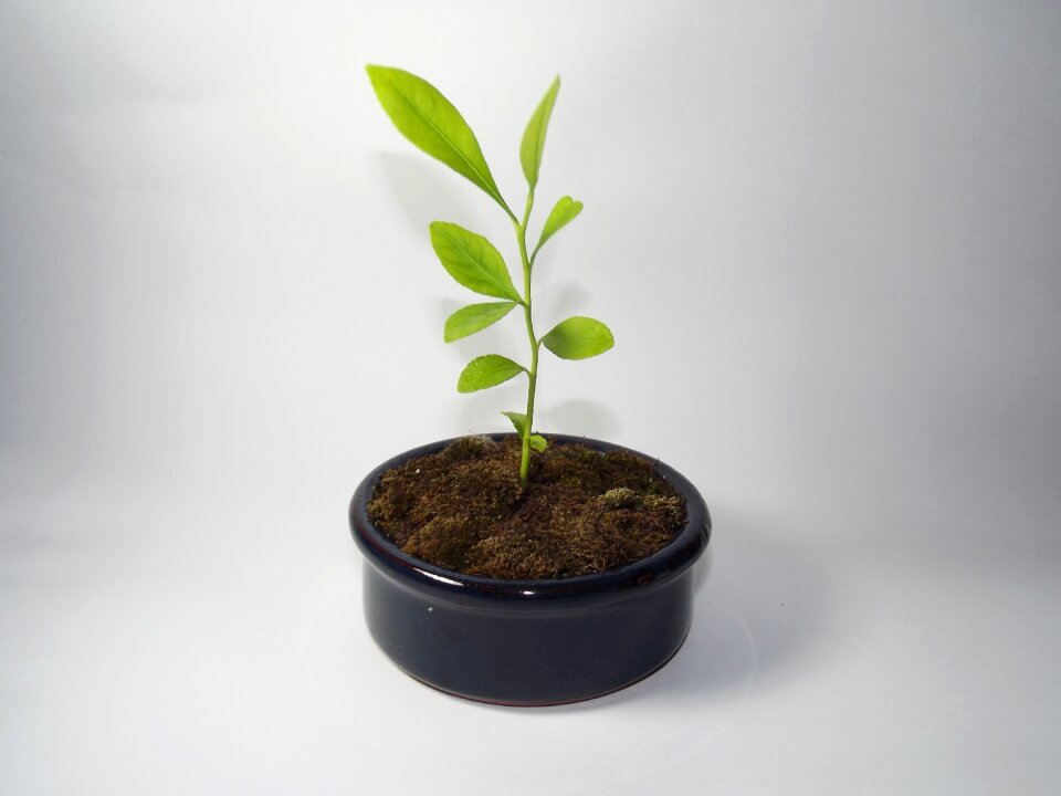 Fresh natural plant