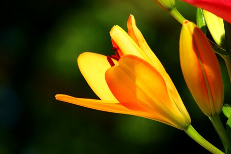 Yellow lilies konya lily photo