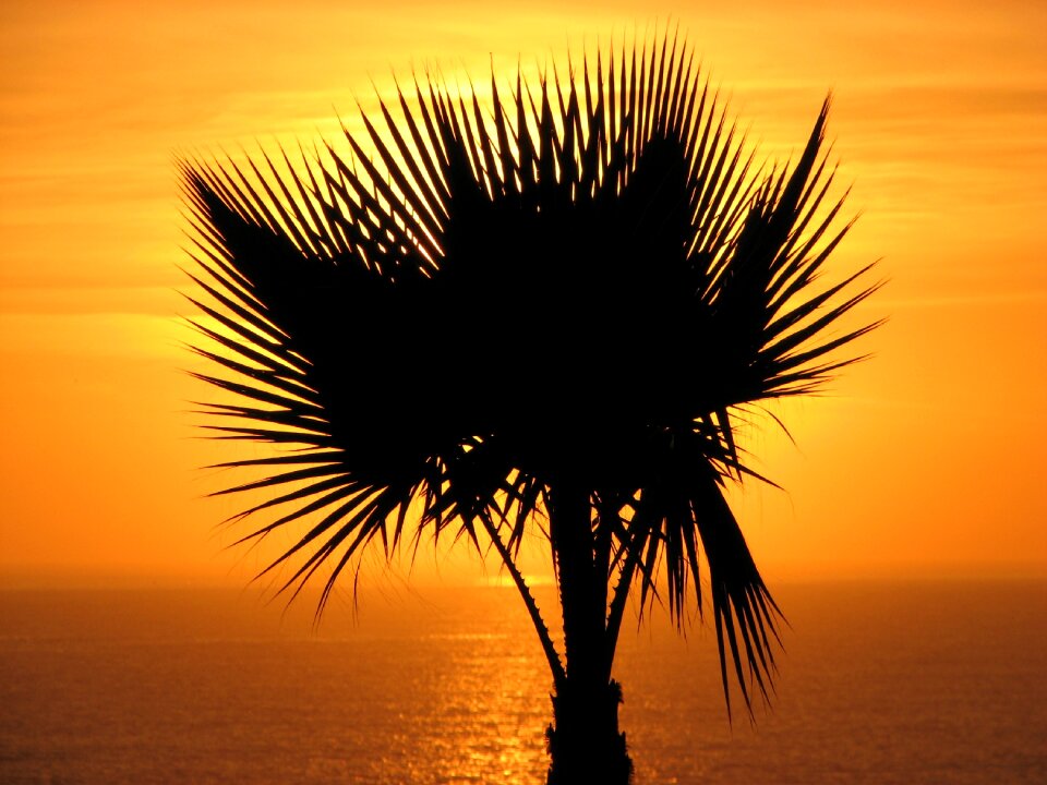 Orange tree orange sea orange ocean