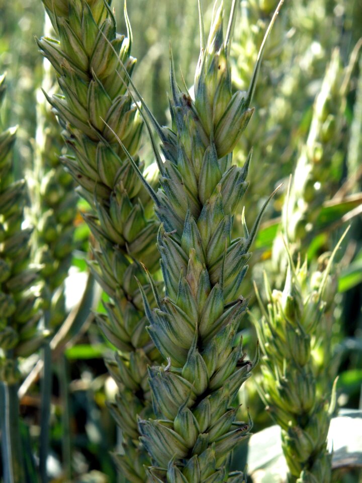 Wheat field nature grain