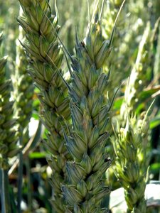 Wheat field nature grain