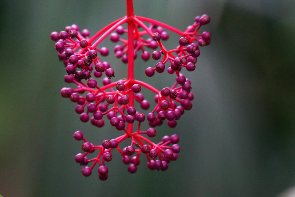 Flower panicle tropics rainforest