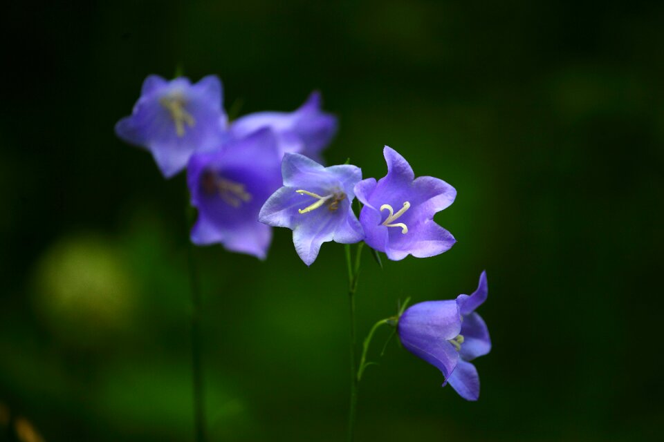 Flowers of the field bright flowers field