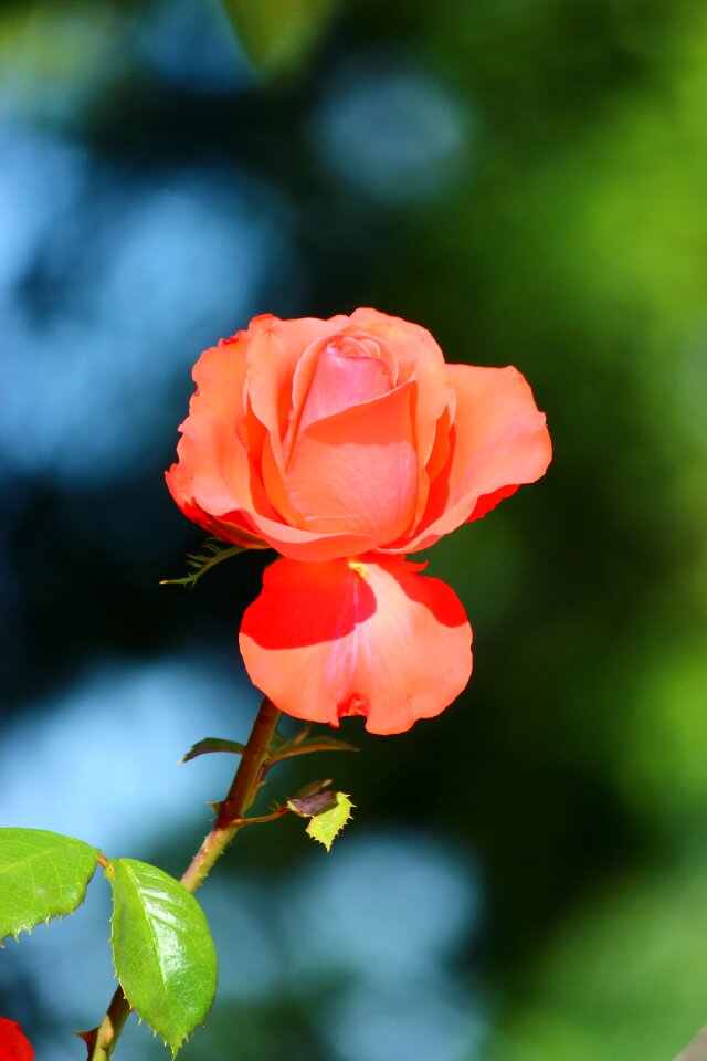 Garcia konya red rose