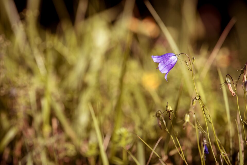 Blue pointed flower nature