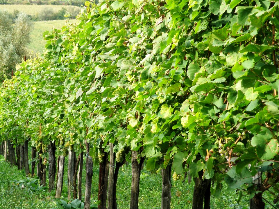 Vine agriculture growing