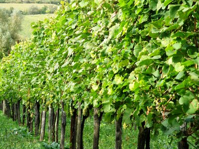 Vine agriculture growing photo
