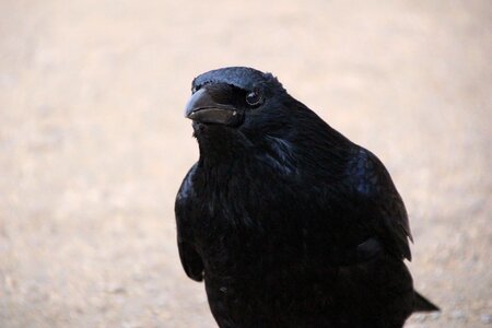 Raven bird crow black photo